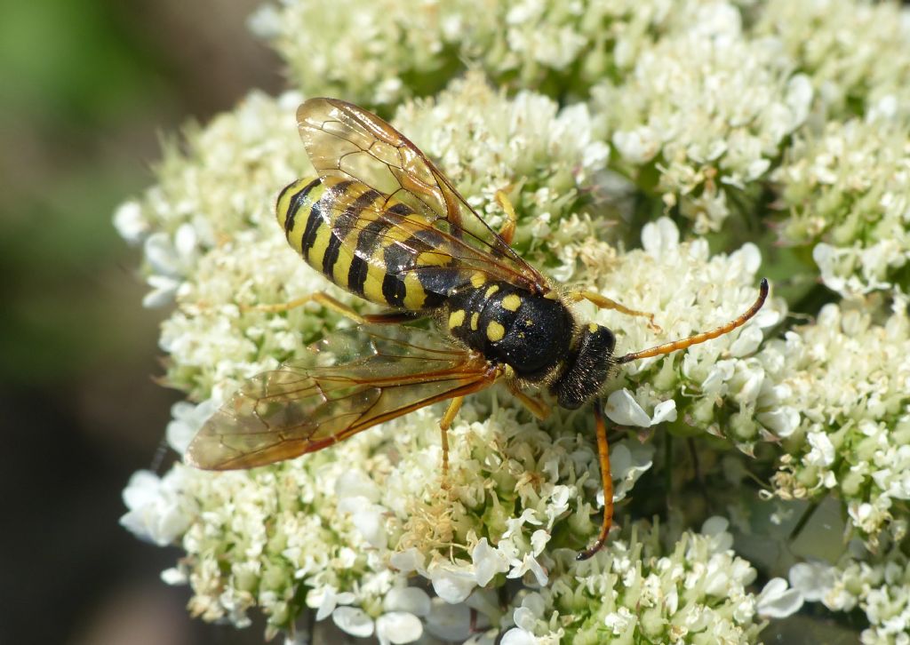 Polochrum repandum (Sapygidae)